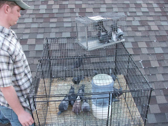 Allstate Animal Control, pigeon trapping